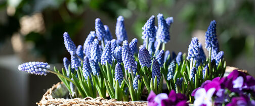 Perleblomster muscari