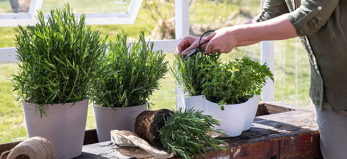 Stell av urter, rosmarin og oregano