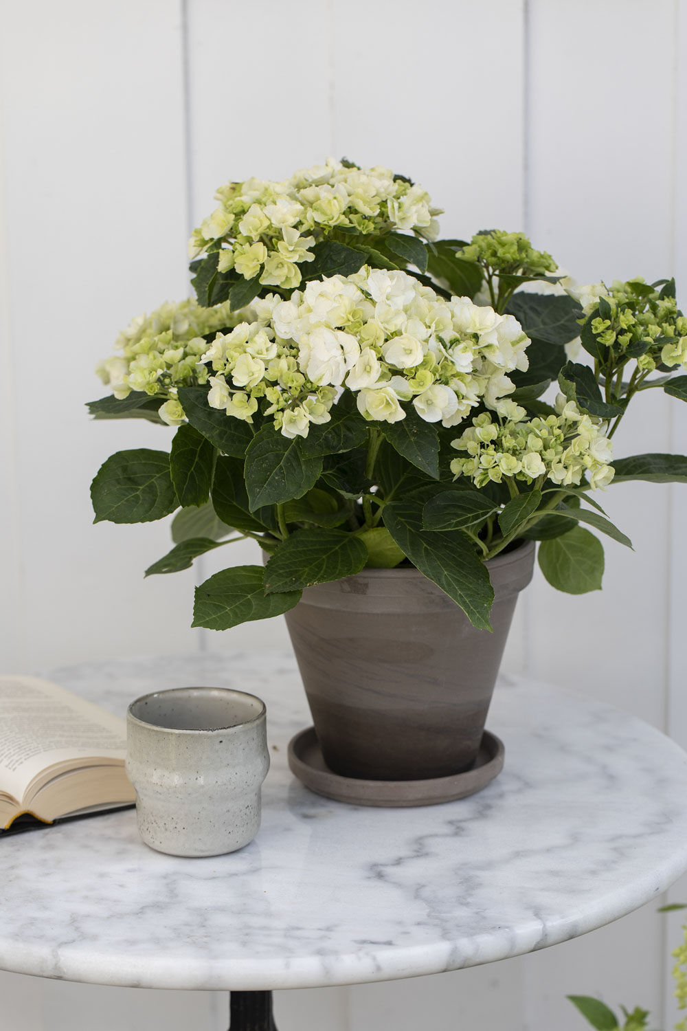 Hvit hortensia i terracotta