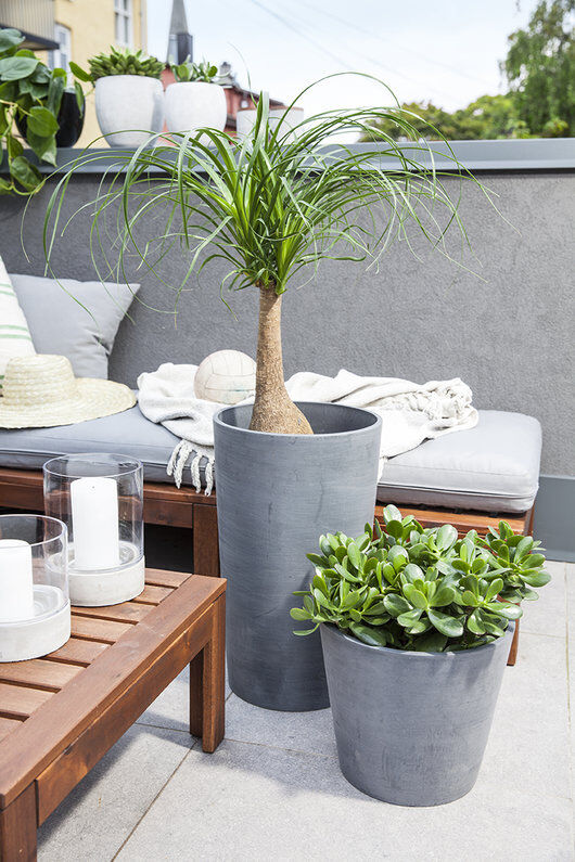 balkong med sukkulenter og grønne planter balkong med sukkulenter og grønne planter