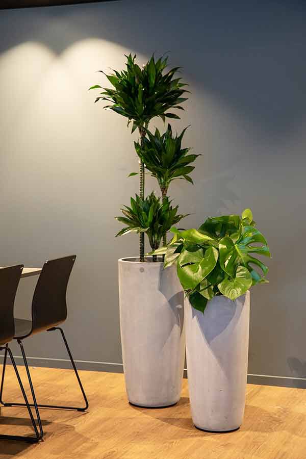 Grønne planter Grønne planter