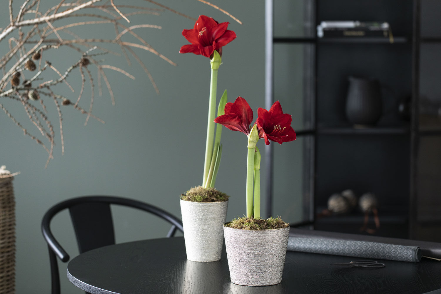 amaryllis løk i potte_jul amaryllis løk i potte_jul