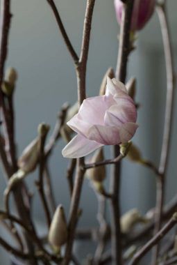 magnoliablomstene er eksotiske og delikate magnoliablomstene er eksotiske og delikate