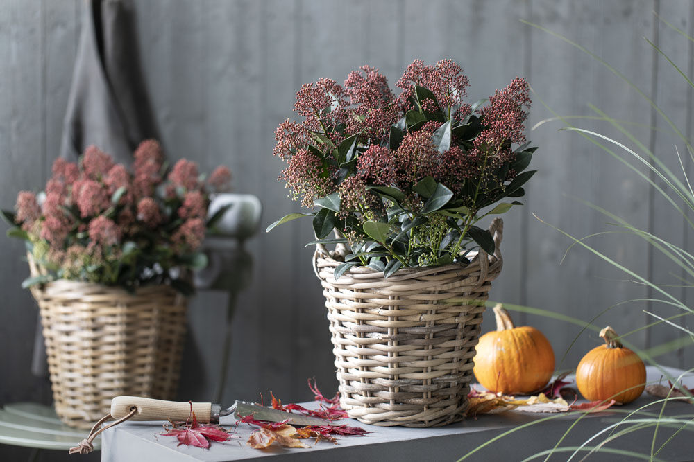 Skimmia Skimmia
