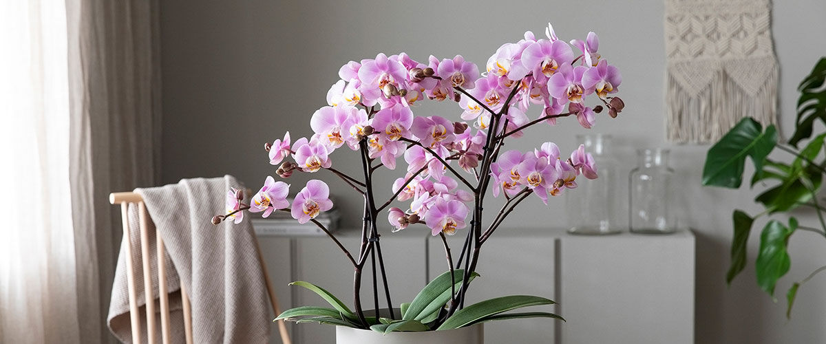 phalaenopsis orkide