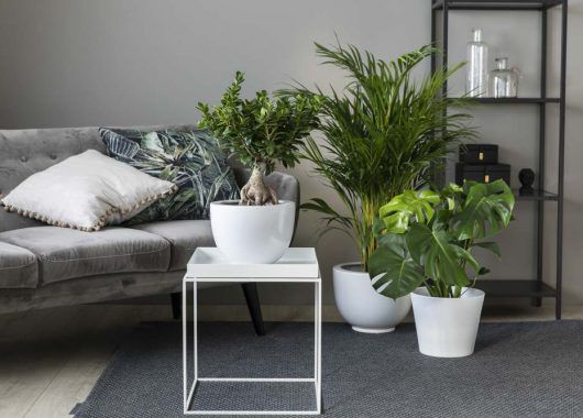 grønne planter monstera i miljø grønne planter monstera i miljø