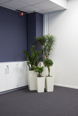 grønne planter i kontorlandskap grønne planter i kontorlandskap