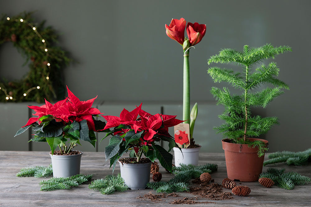 Pakker med røde juleblomster