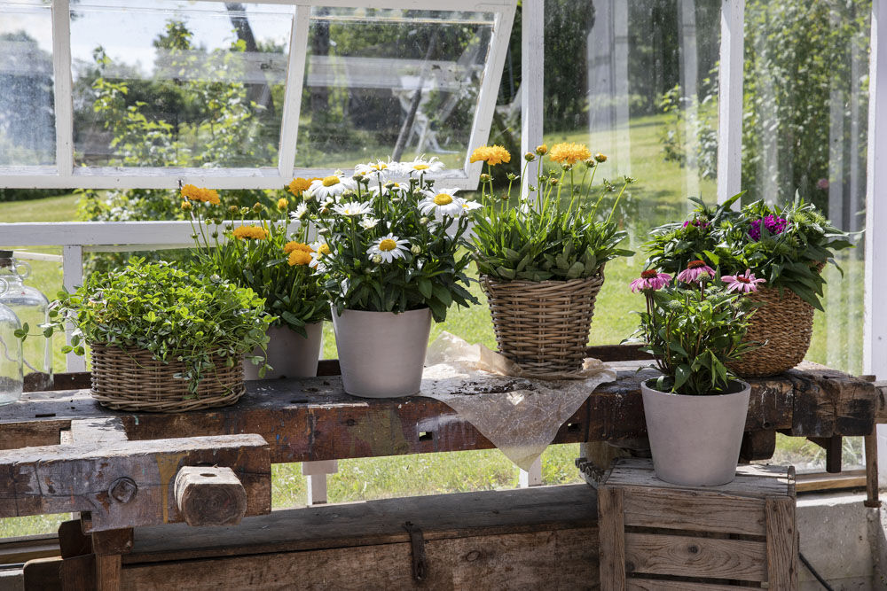 Kløver, prestekrage, coreopsis og solhatt Kløver, prestekrage, coreopsis og solhatt