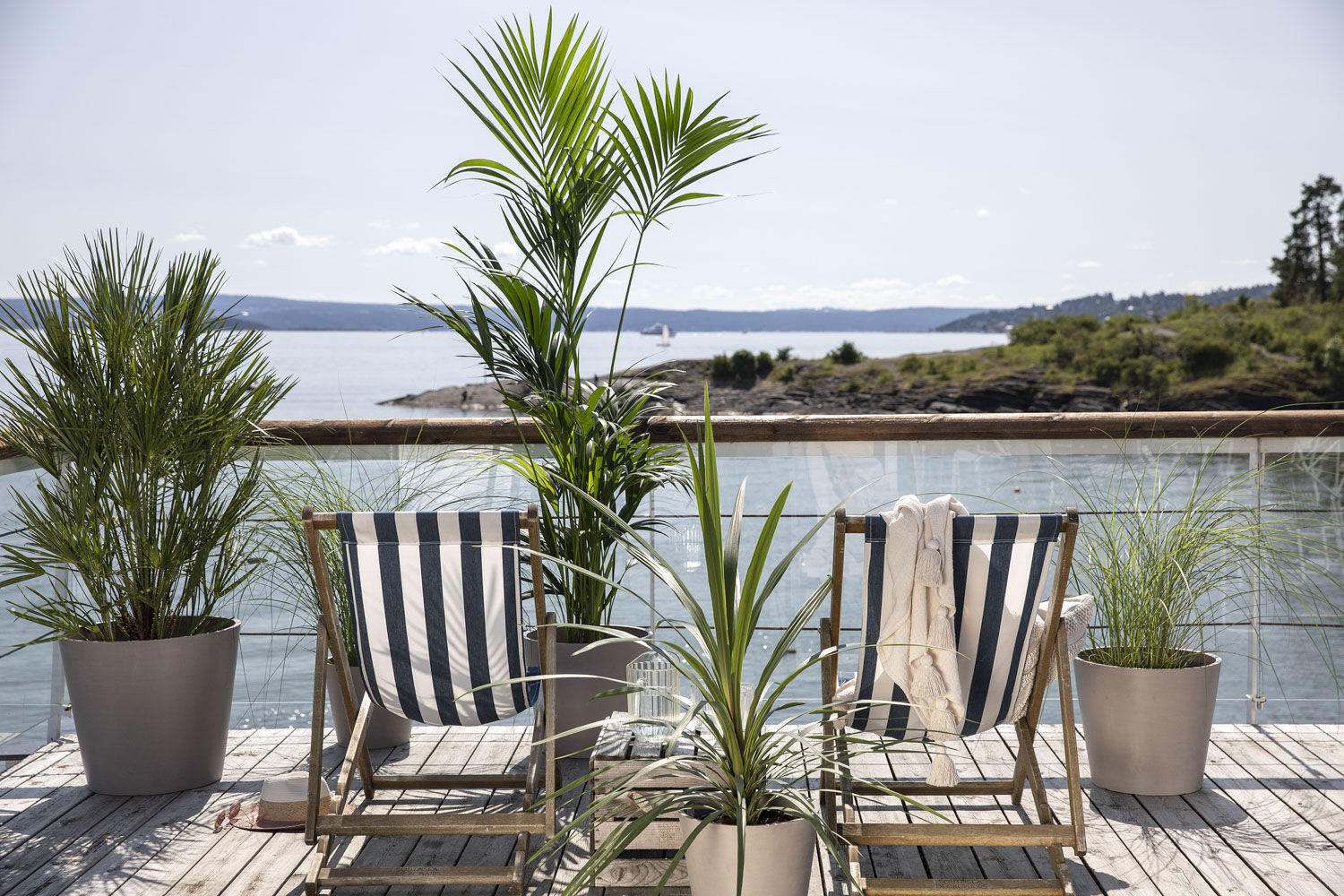 chamaerops viftepalme med grønne planter chamaerops viftepalme med grønne planter