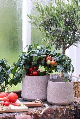 Tomater trives godt i krukker Tomater trives godt i krukker