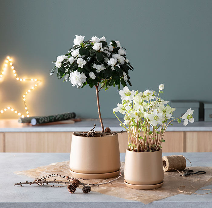 Helleborus Verboom Beauty har blitt trendy og populær Helleborus Verboom Beauty har blitt trendy og populær