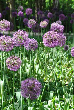 lilla allium lilla allium
