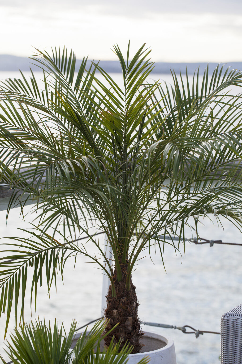 deilig palmesus på terrassen deilig palmesus på terrassen