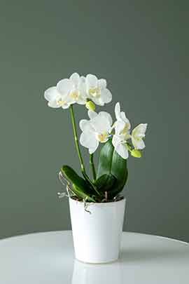 Phalaenopsis orkide Phalaenopsis orkide