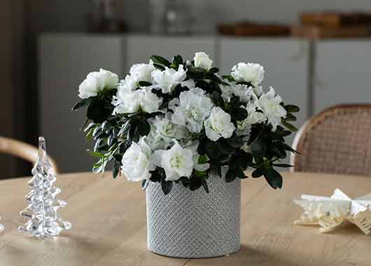 stilig hvit azalea i sort potte stilig hvit azalea i sort potte