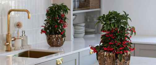 Ardisia - slik lykkes du med den