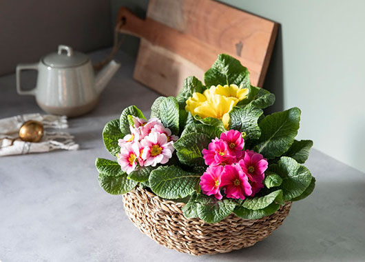 Primula Primula