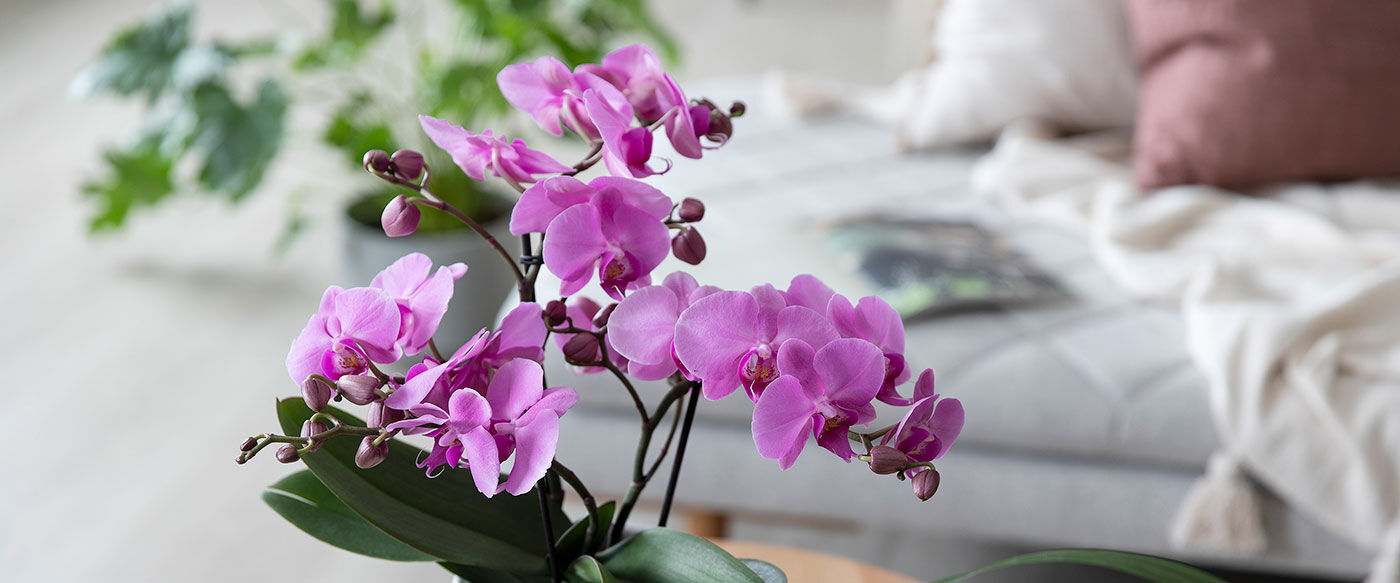 hvit phalaenopsis midi orkide