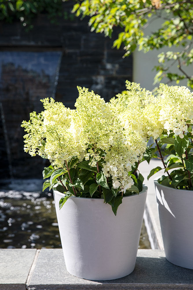 Syrinhortensia