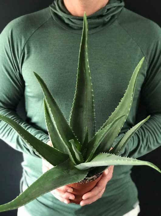 Aloe vera