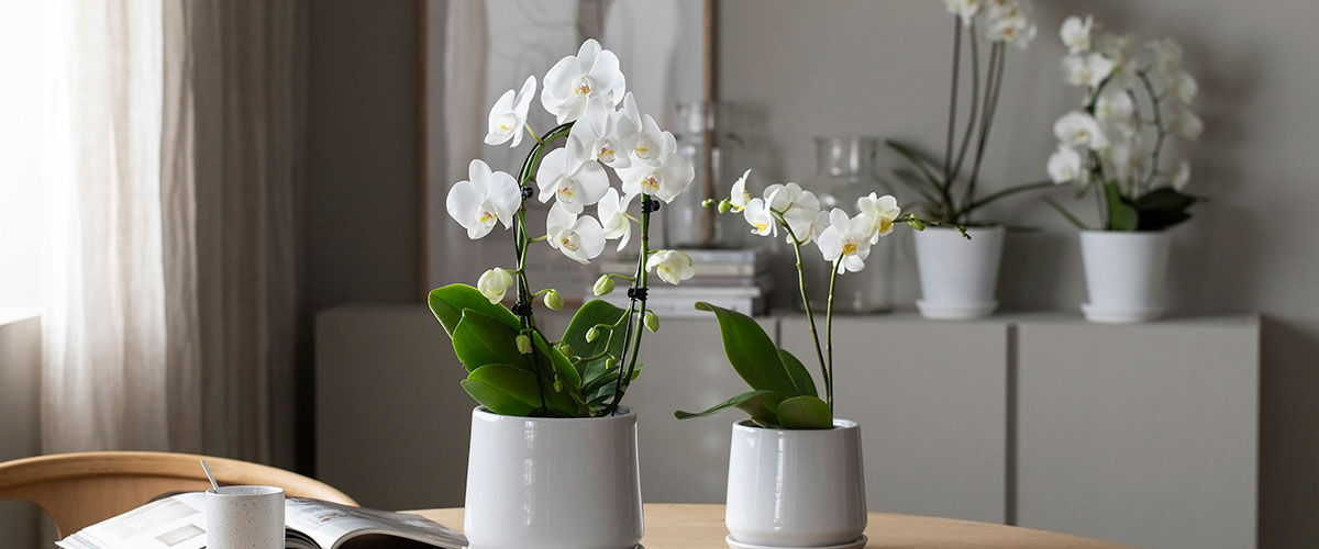 Bestill orkidéer på nett
