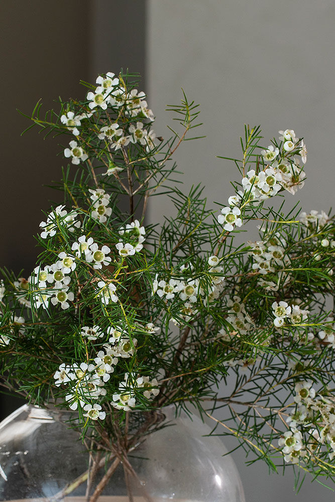 Waxblomst