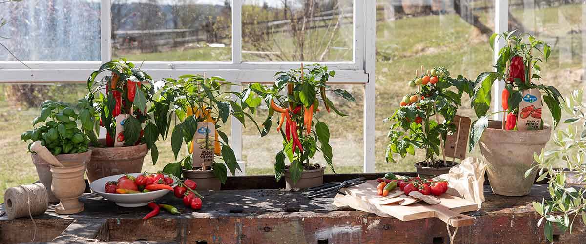 Så enkelt dyrker du tomater og chili