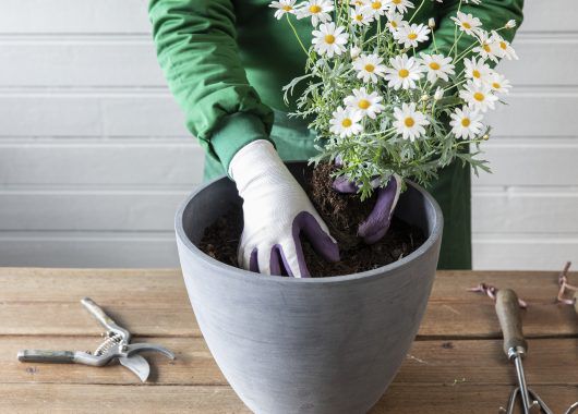 Plante i potte Plante i potte