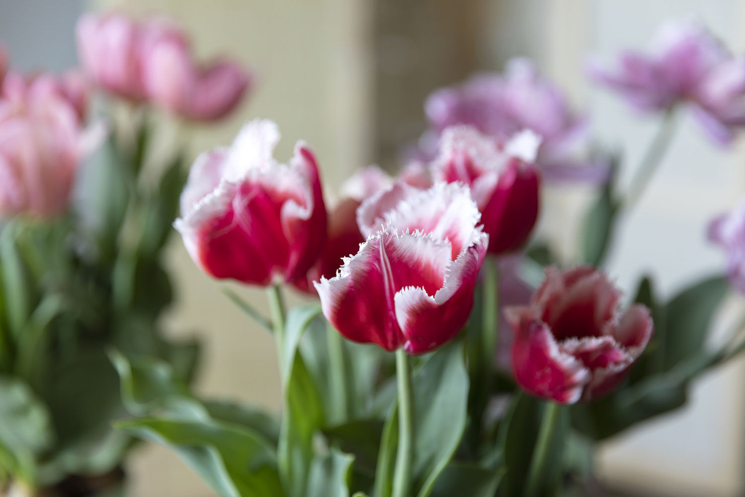 Tulipaner løkblomst Tulipaner løkblomst