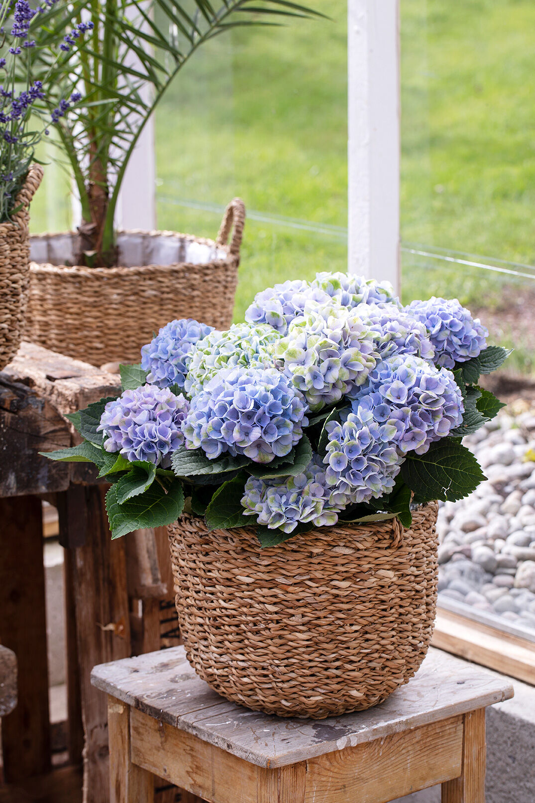 herlig hortensia magical i seagrass kurv