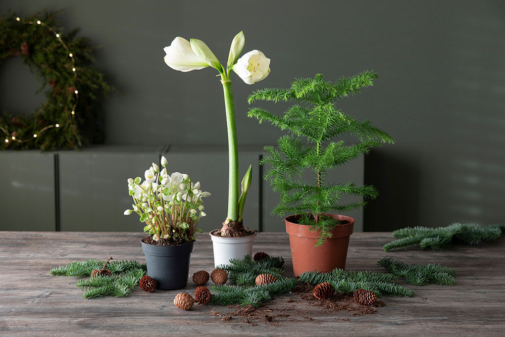 Pakker med hvite juleblomster