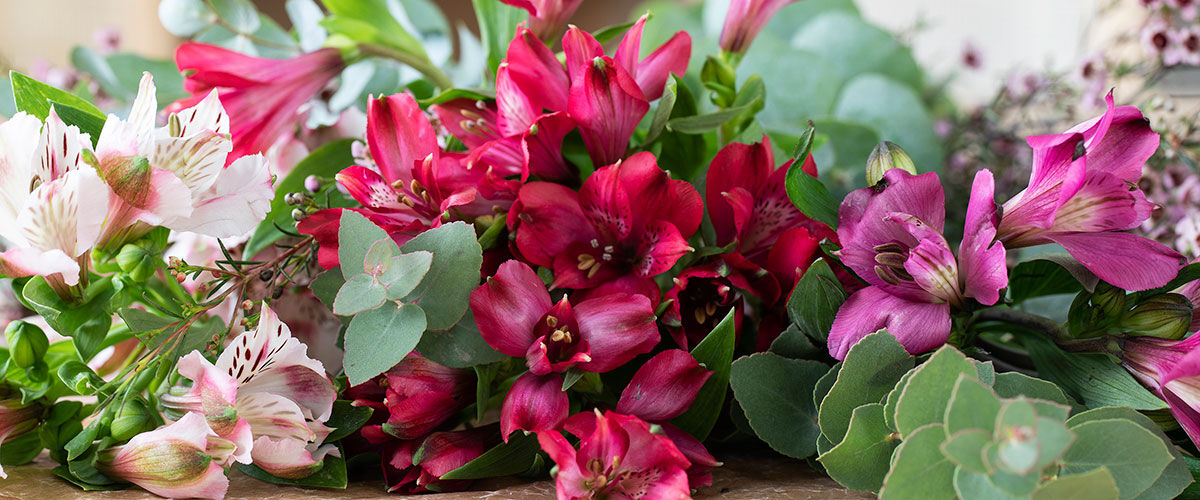 Se sesongens vakreste snittblomster - Mester Grønn