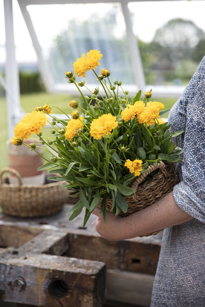 Coreopsis