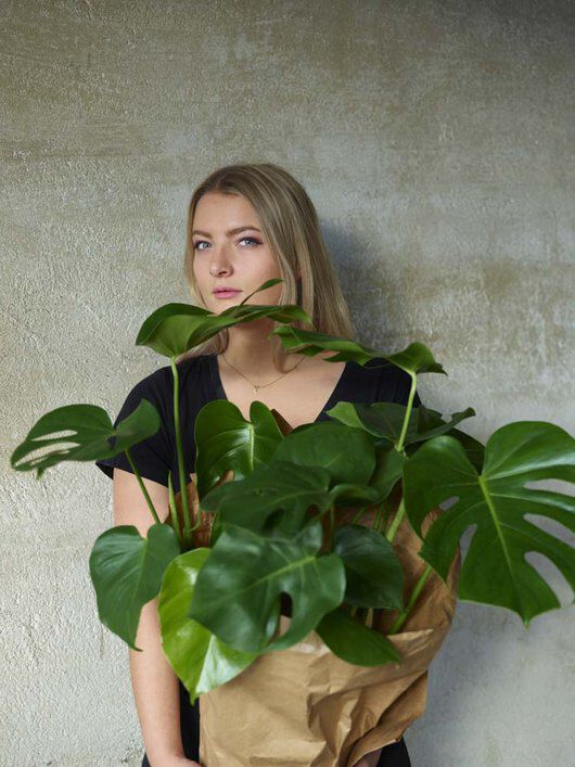 Monstera er trendy og lettstelt Monstera er trendy og lettstelt