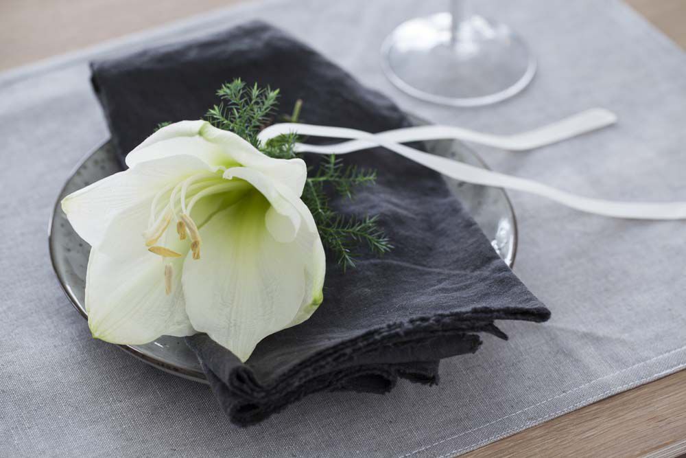hvit amaryllis er lekkert på kuverten hvit amaryllis er lekkert på kuverten