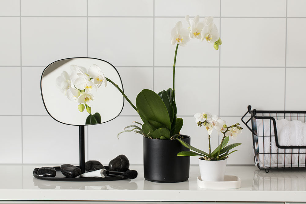 hvit phalaenopsis orkide på badet