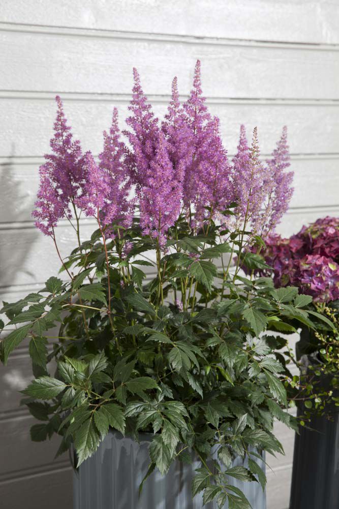 Astilbe i potte Astilbe i potte