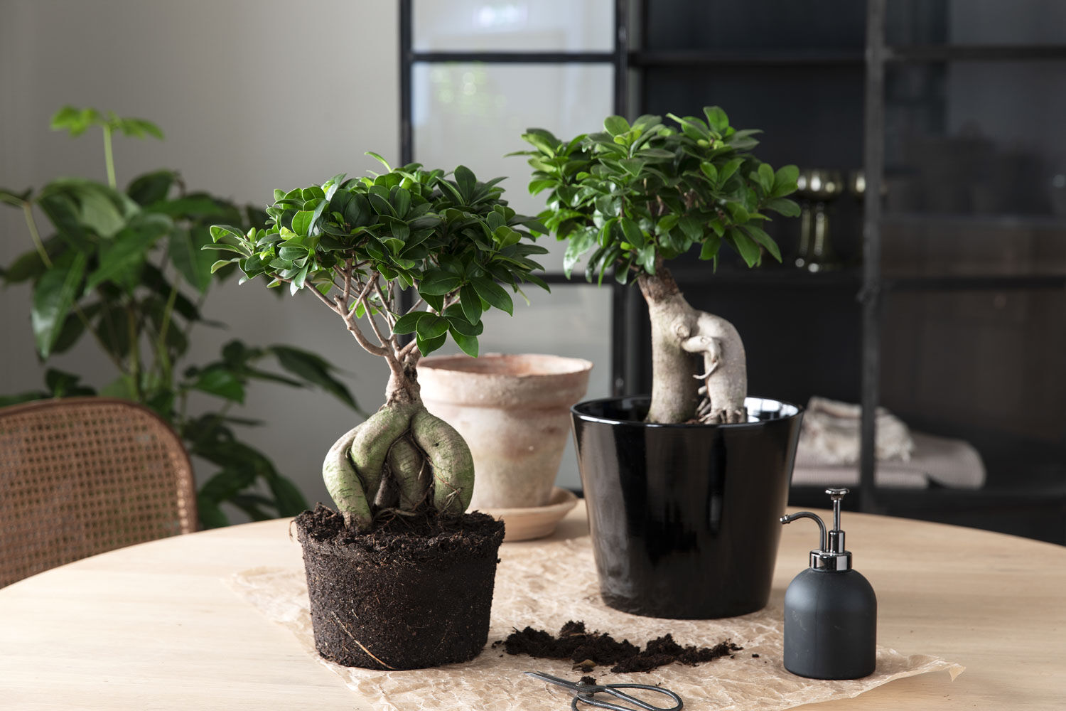 grønne planter_ficus ginseng i miljø grønne planter_ficus ginseng i miljø