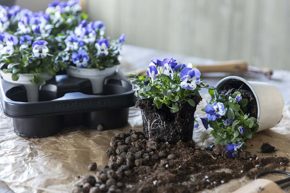 ta med barna og plant vakre vårblomster ta med barna og plant vakre vårblomster