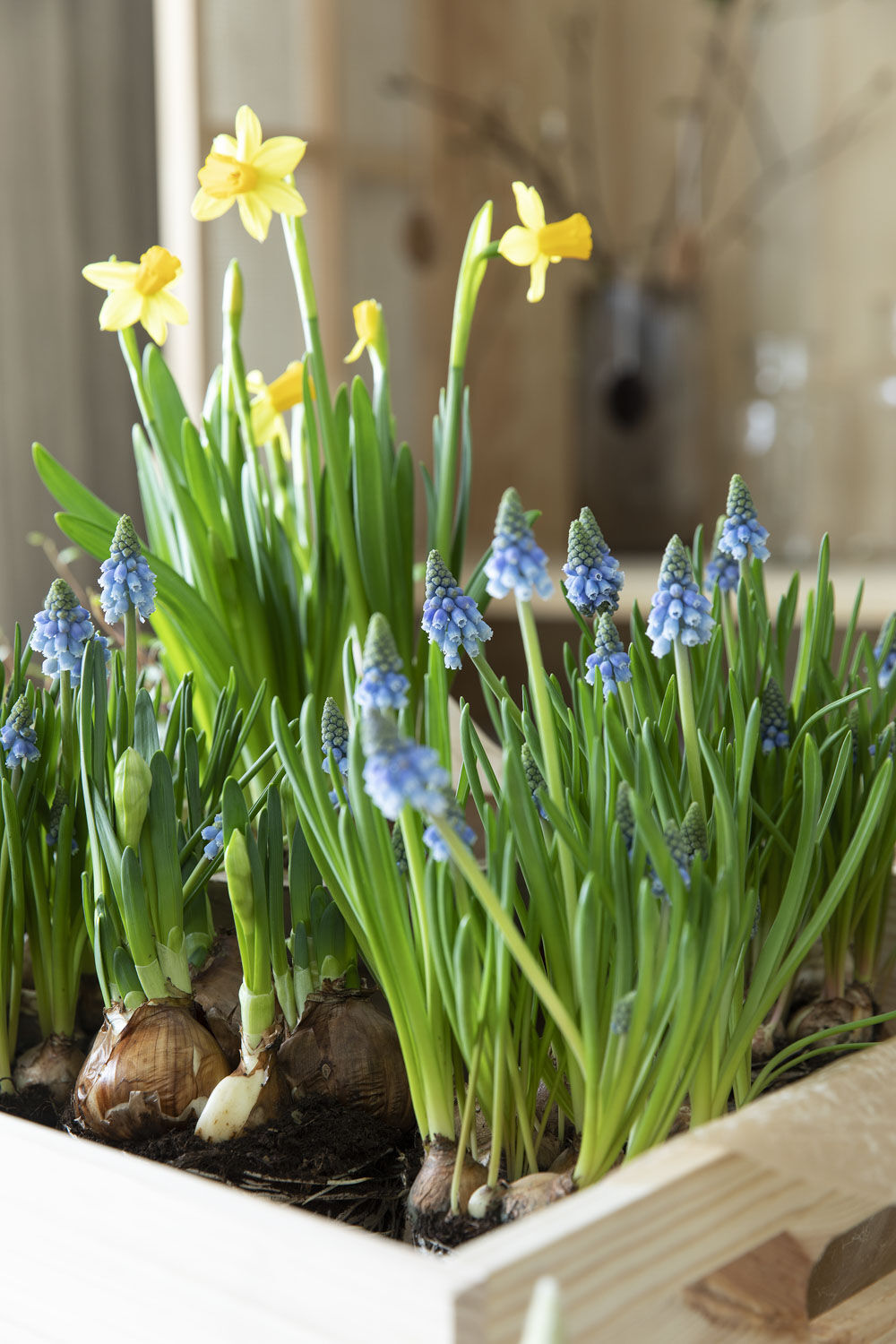 Vårblomster Vårblomster