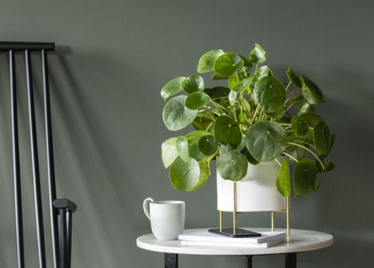 Pilea Pilea
