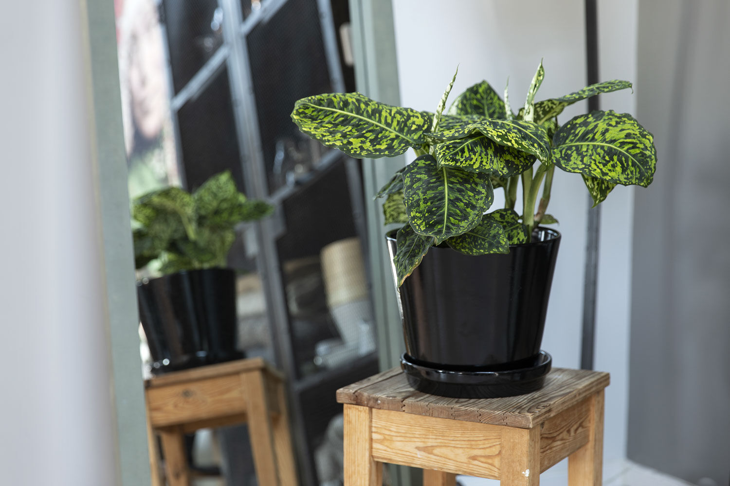 Grønne planter inne Grønne planter inne