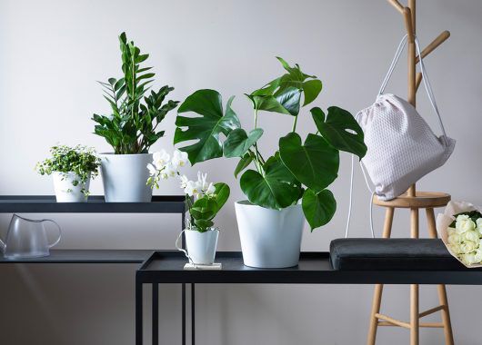 grønne planter i miljø monstera zamioculcas grønne planter i miljø monstera zamioculcas