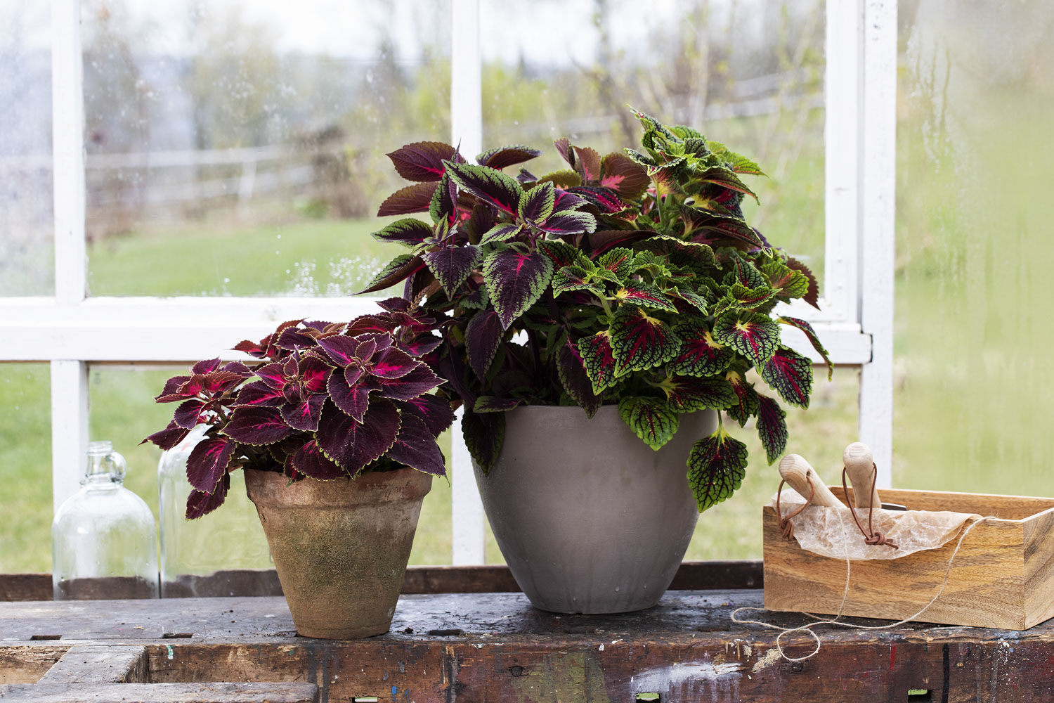 Coleus Coleus