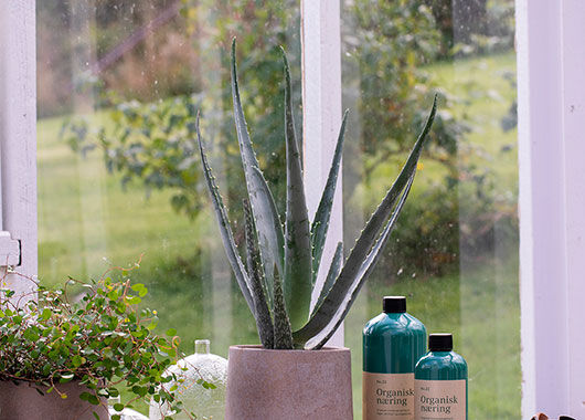 Aloe Vera Aloe Vera
