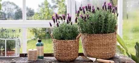 lavendel