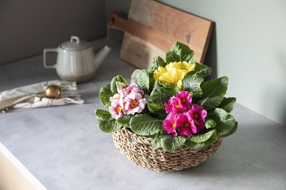 Primula Primula