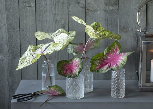 små vaser med caladium blader små vaser med caladium blader