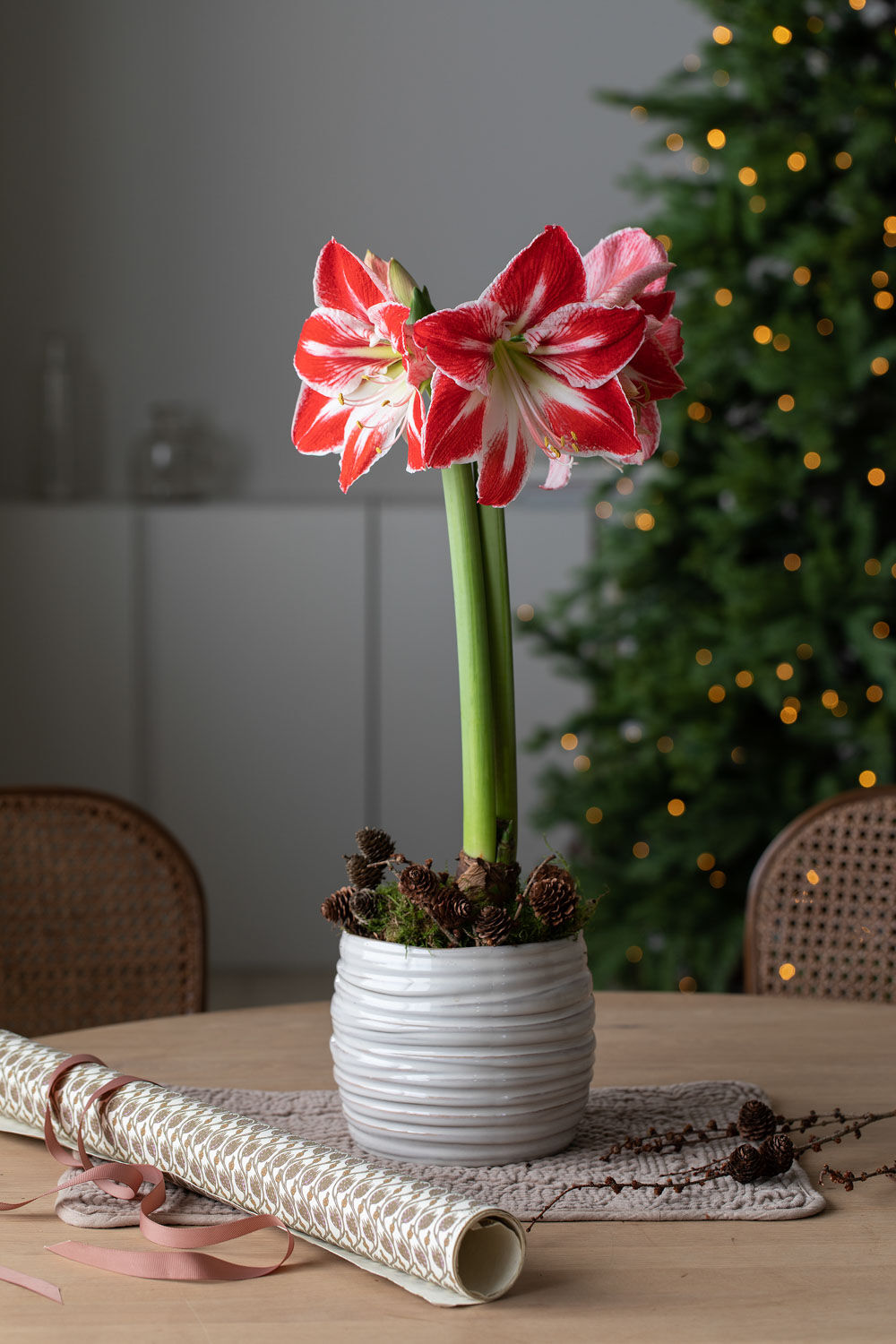 Amaryllis løk